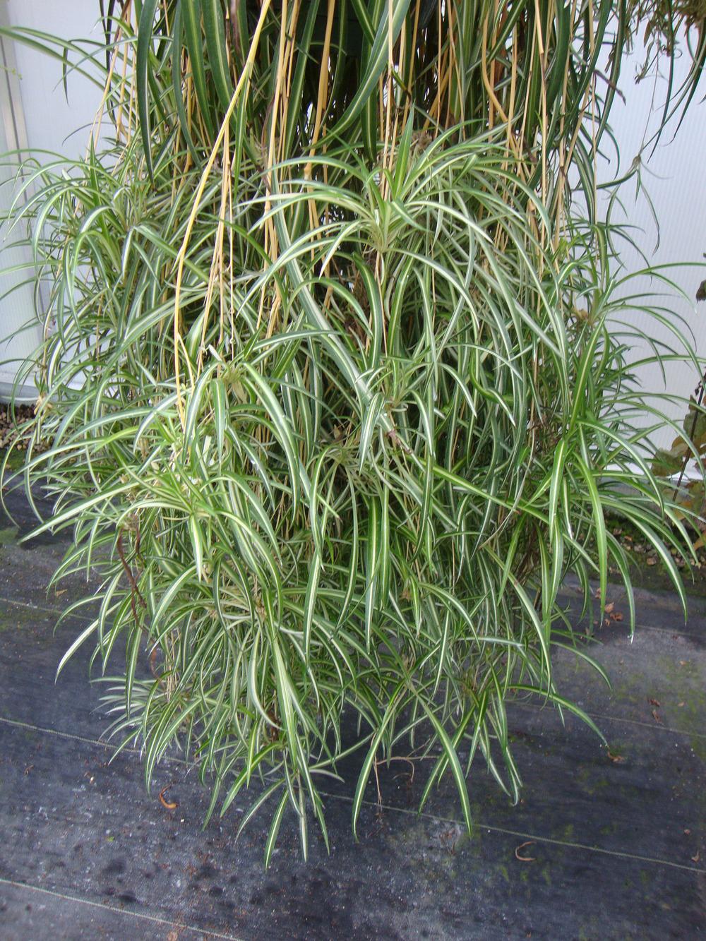 Photo of Spider Plant (Chlorophytum comosum) uploaded by Paul2032