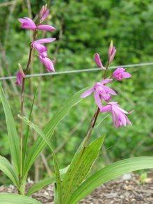 Photo of Chinese Ground Orchid (Bletilla striata) uploaded by SongofJoy