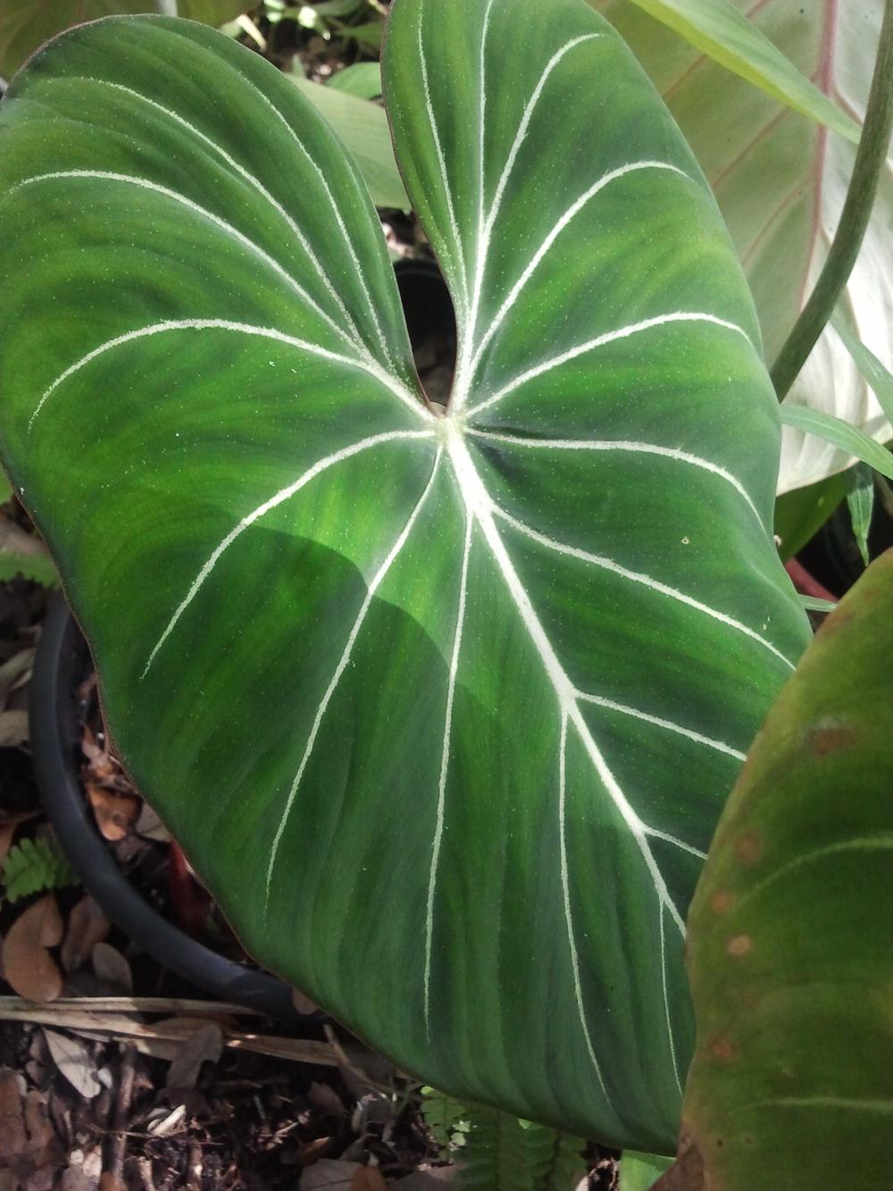 Photo of Philodendron (Philodendron gloriosum) uploaded by dyzzypyxxy