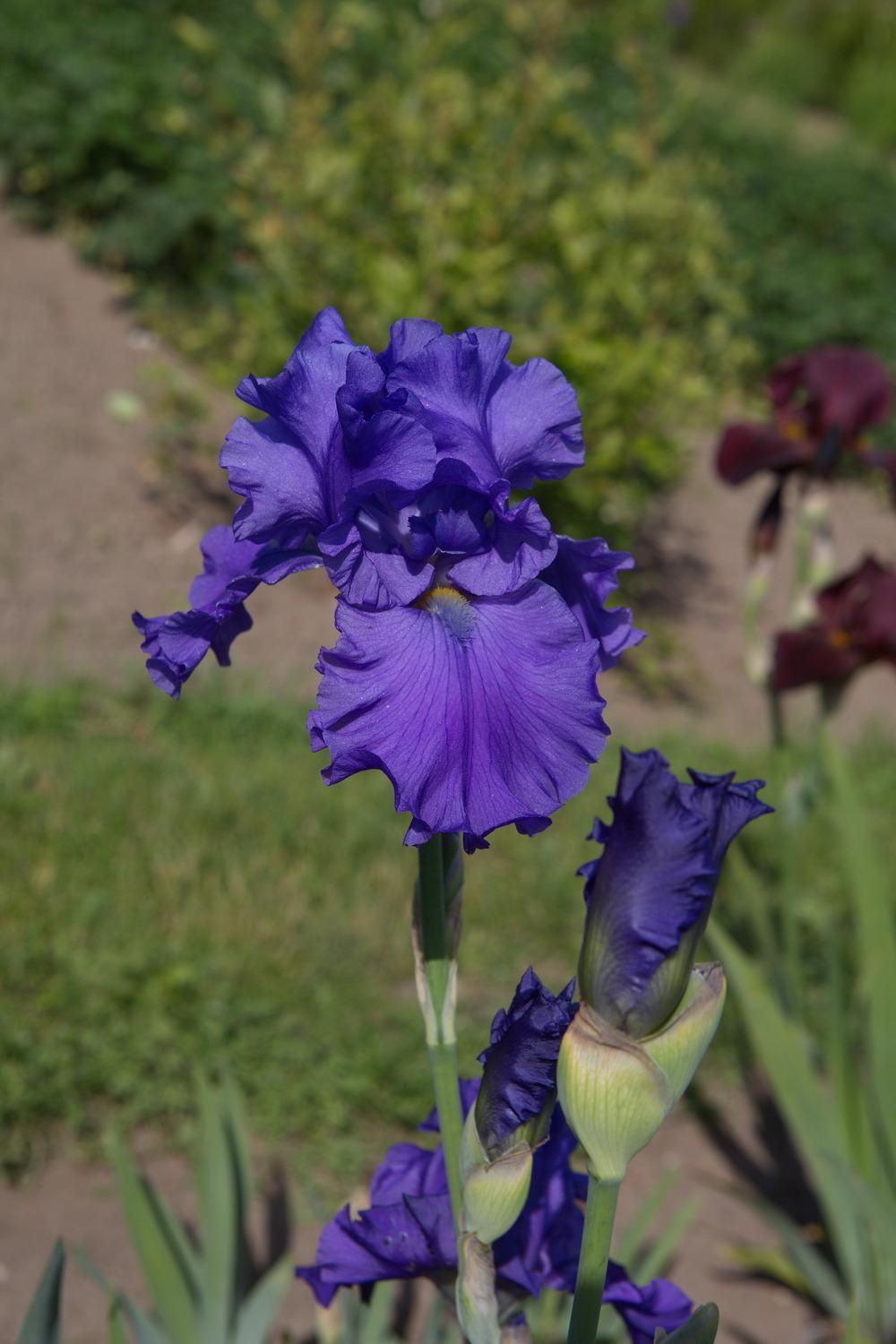 Photo of Tall Bearded Iris (Iris 'Breakers') uploaded by eko123