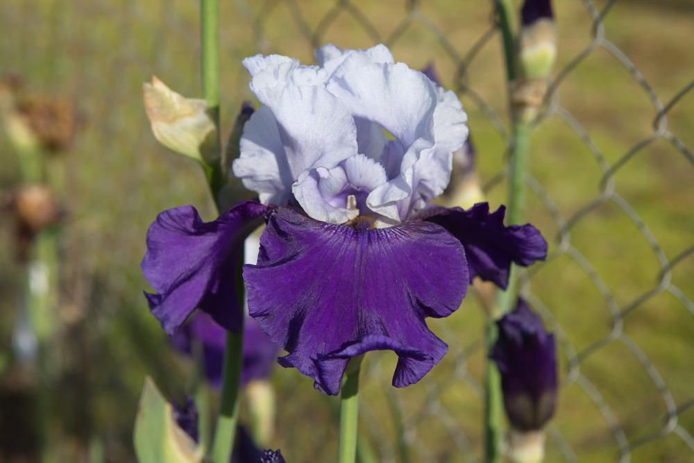 Photo of Tall Bearded Iris (Iris 'Best Bet') uploaded by eko123