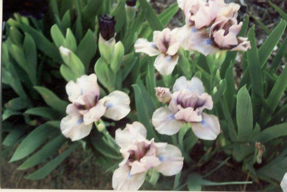 Photo of Standard Dwarf Bearded Iris (Iris 'Quartzlight') uploaded by 4susiesjoy