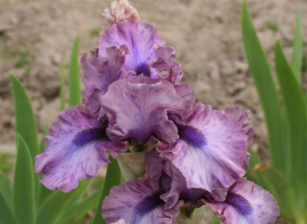 Photo of Intermediate Bearded Iris (Iris 'Jo Bangles') uploaded by KentPfeiffer