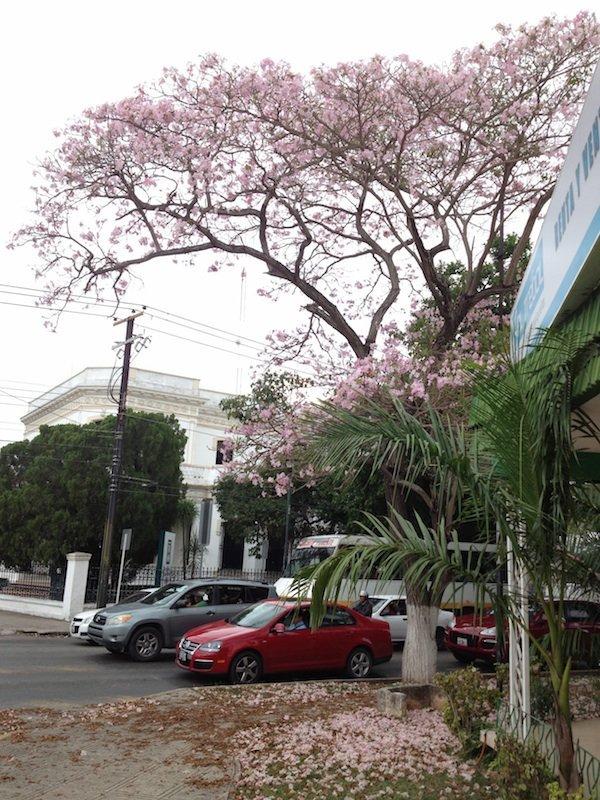 Photo of Rosy Trumpet Tree (Tabebuia rosea) uploaded by extranjera
