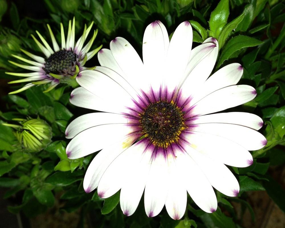 Photo of Cape Daisy (Osteospermum ecklonis Serenity™ Lavender Frost) uploaded by imabirdnut