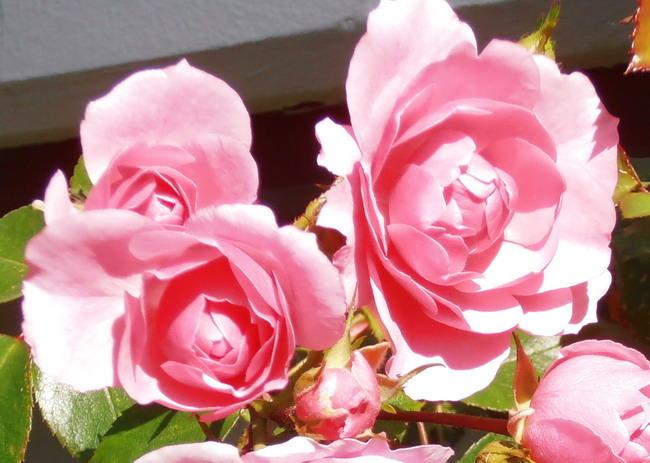 Photo of Shrub Rose (Rosa 'Bonica') uploaded by magga