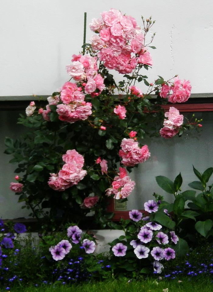Photo of Shrub Rose (Rosa 'Bonica') uploaded by magga