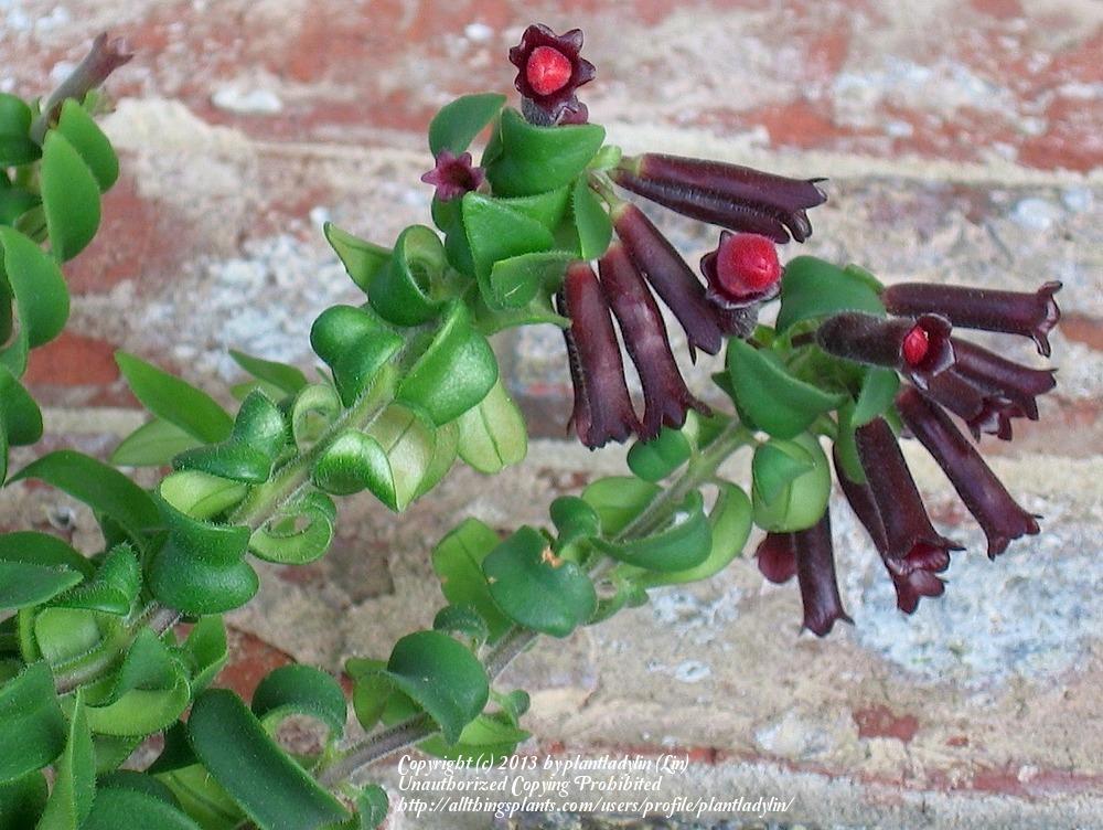 Photo of Lipstick Plant (Aeschynanthus 'Rasta') uploaded by plantladylin