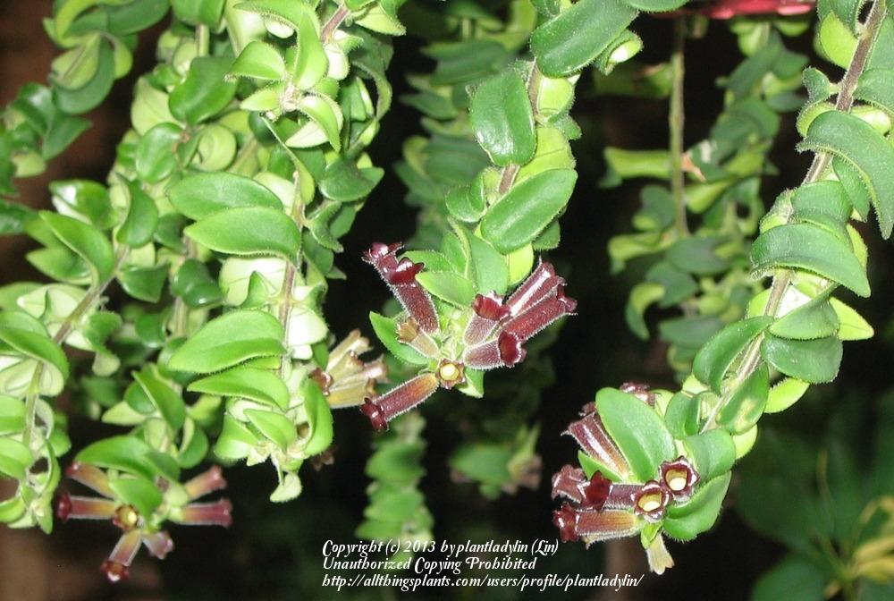 Photo of Lipstick Plant (Aeschynanthus 'Rasta') uploaded by plantladylin