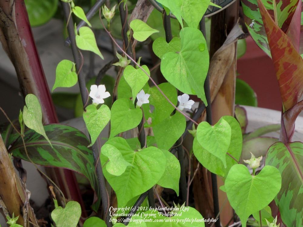Photo of Small-Flowered White Morning Glory (Ipomoea lacunosa) uploaded by plantladylin