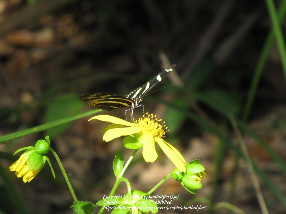 Photo of Starry Rosinweed (Silphium asteriscus) uploaded by plantladylin