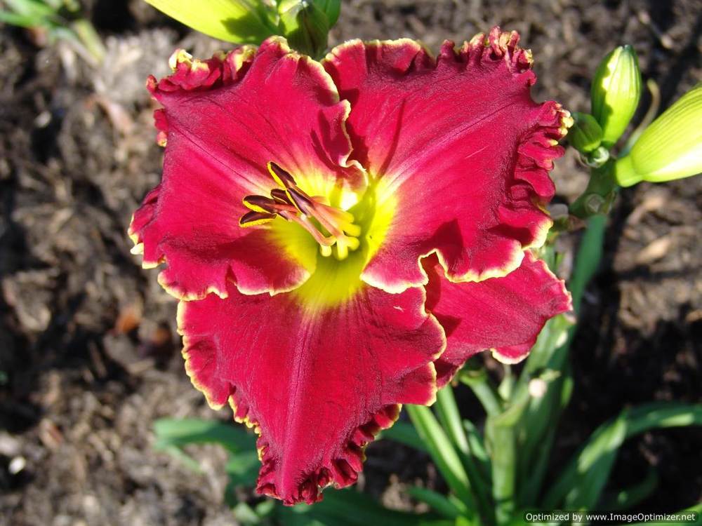 Photo of Daylily (Hemerocallis 'Home of the Free') uploaded by Calif_Sue