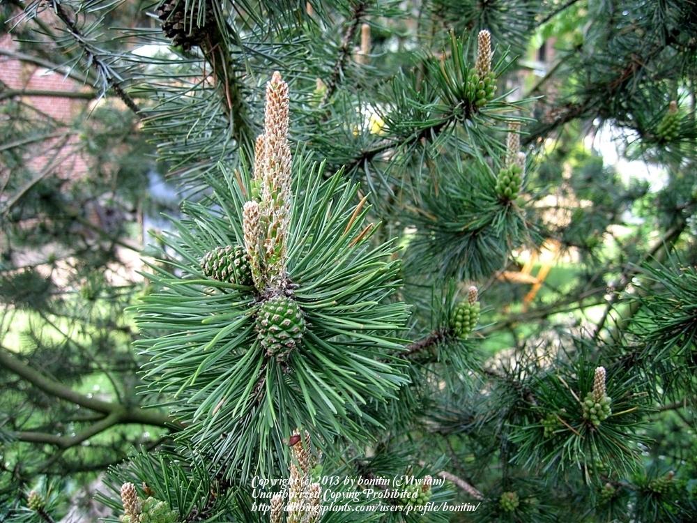 Photo of Scots Pine (Pinus sylvestris) uploaded by bonitin
