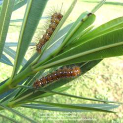 Location: Daytona Beach, Florida
Date: 2013-01-30 
 Spotted Oleander Moth Caterpillar