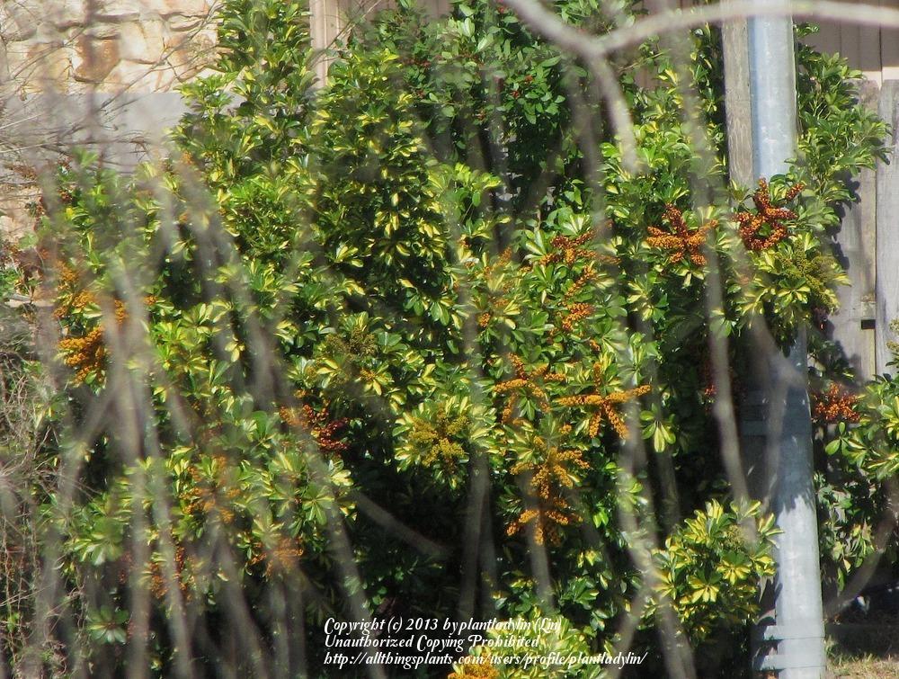 Photo of Dwarf Umbrella Tree (Heptapleurum arboricola 'Variegata') uploaded by plantladylin