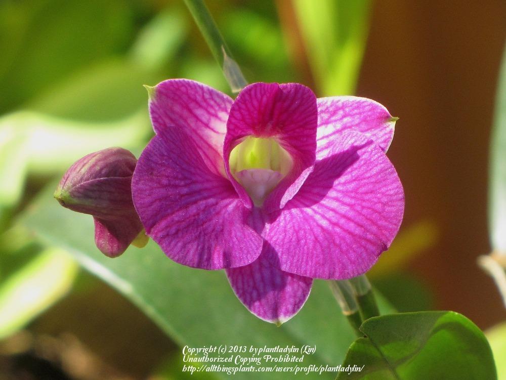 Photo of Orchid (Dendrobium) uploaded by plantladylin