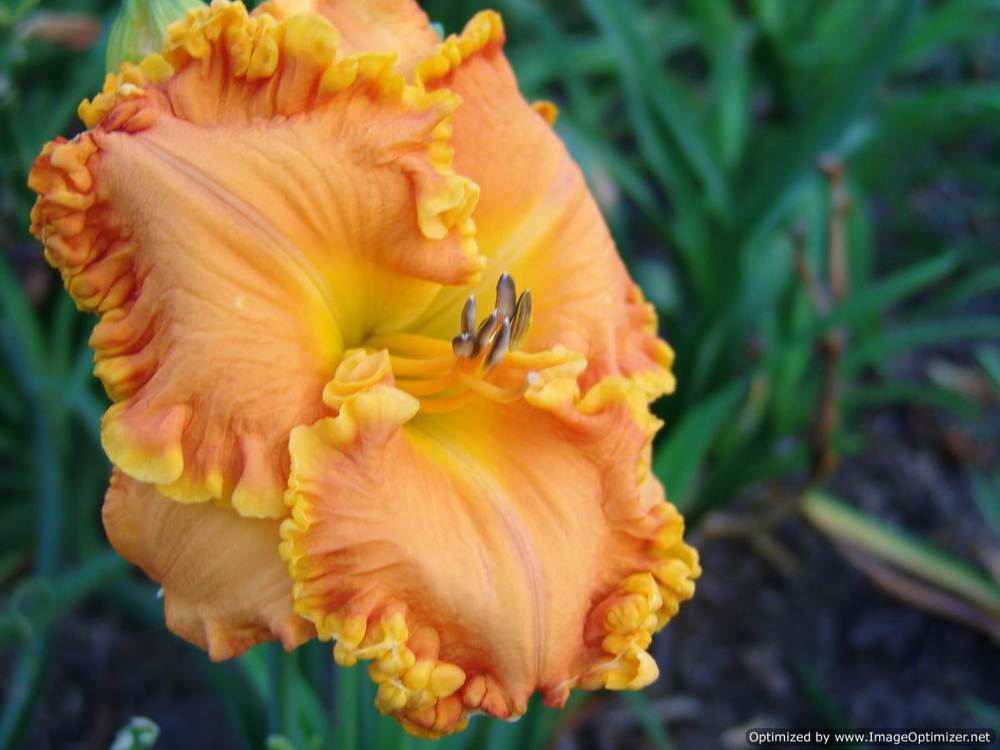 Photo of Daylily (Hemerocallis 'Orange Ruffles') uploaded by Calif_Sue