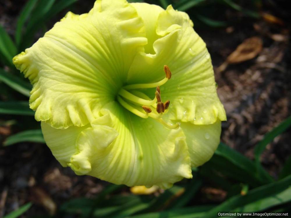 Photo of Daylily (Hemerocallis 'Limonero Squeeze') uploaded by Calif_Sue