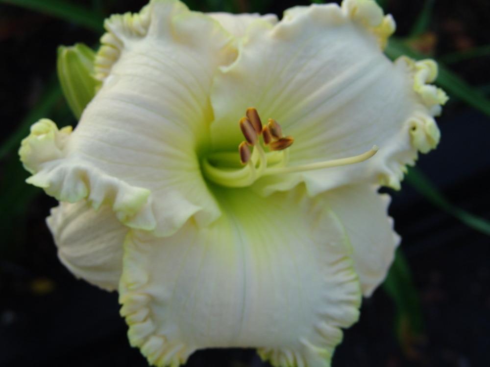 Photo of Daylily (Hemerocallis 'Lacy All Over') uploaded by Calif_Sue