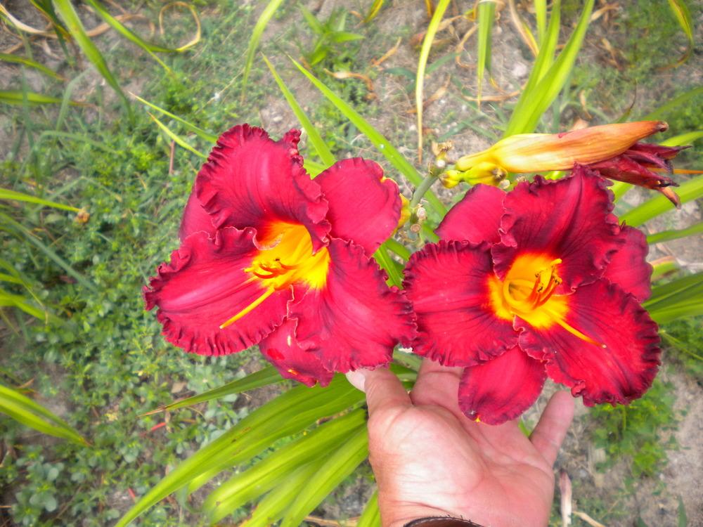 Photo of Daylily (Hemerocallis 'Paint the Town Red') uploaded by JAGQuest