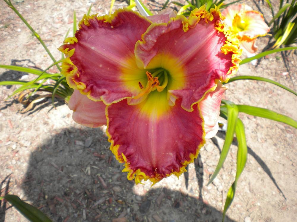 Photo of Daylily (Hemerocallis 'Tooth Fairy Fangs') uploaded by JAGQuest