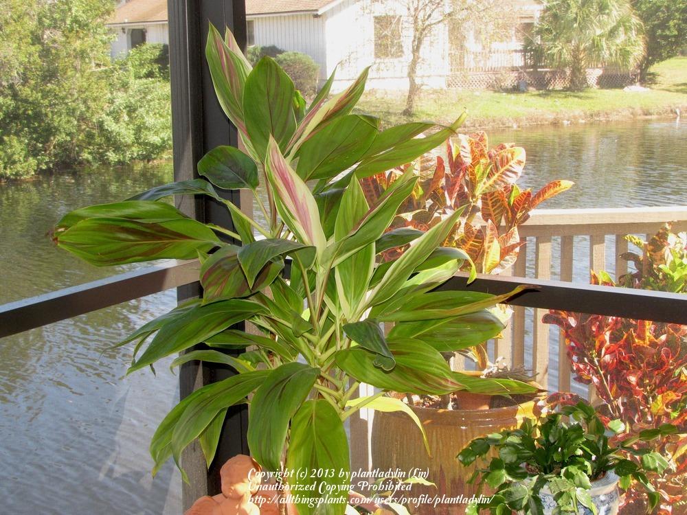 Photo of Ti Plant (Cordyline fruticosa 'Tricolor') uploaded by plantladylin
