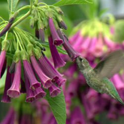 
Date: Aug 2010
Very popular with the hummers! #Pollination  #Hummingbird