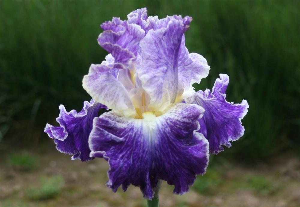 Photo of Tall Bearded Iris (Iris 'Moonlit Water') uploaded by KentPfeiffer