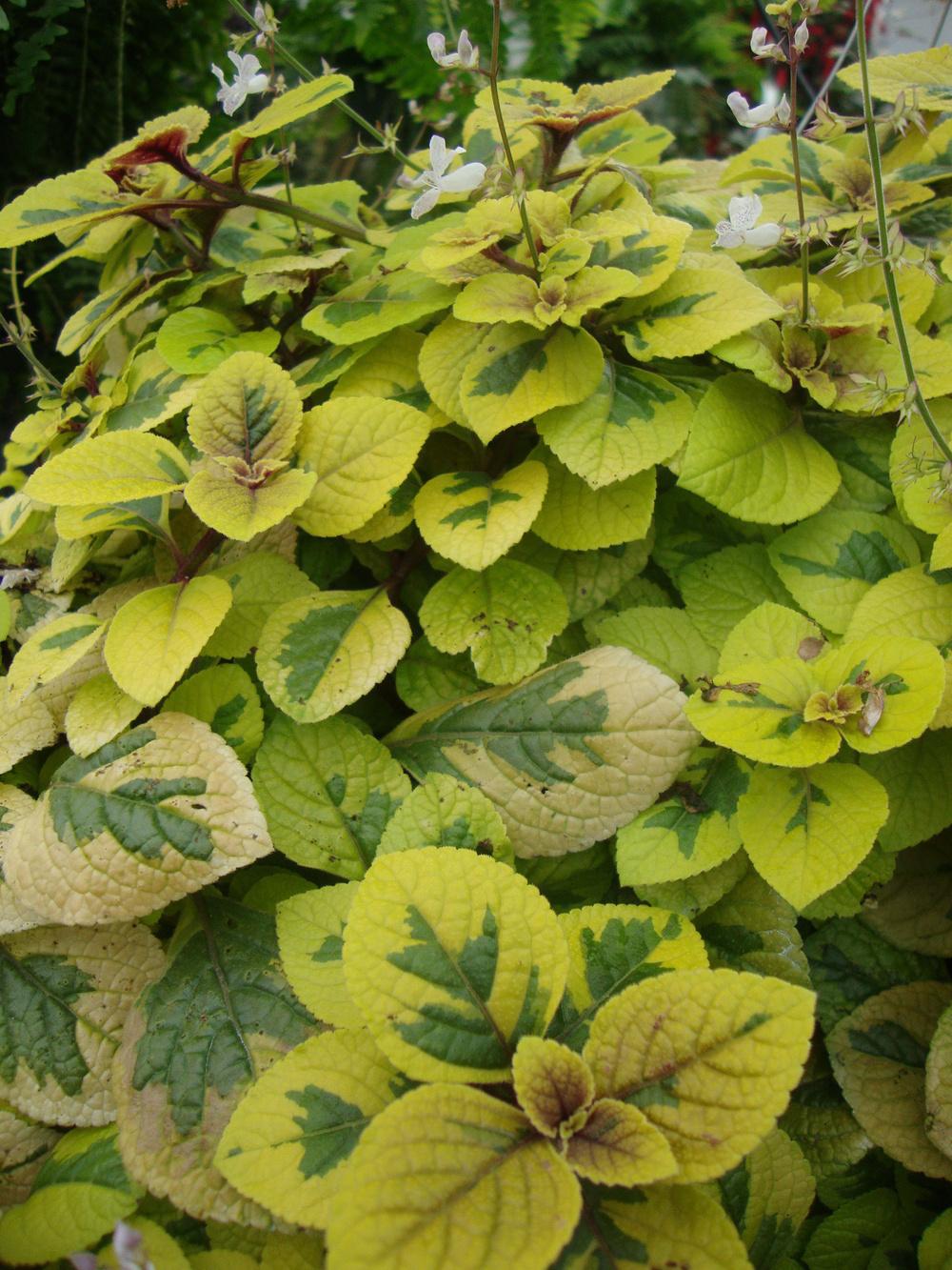 Photo of Plectranthus (Plectranthus ciliatus 'Troy's Gold') uploaded by Paul2032
