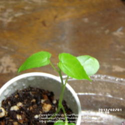 Location: Plano, TX
Date: 2013-02-01
Seedling with first pair of true leaves