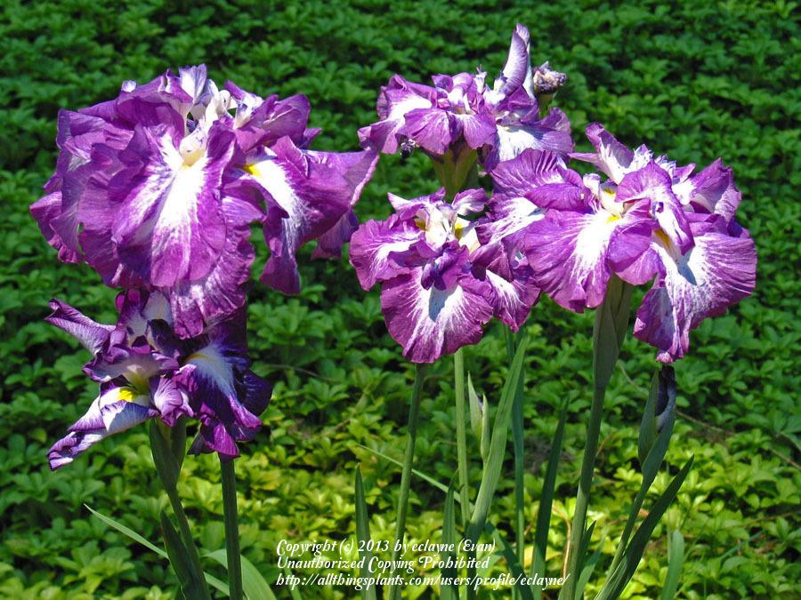 Photo of Japanese Iris (Iris ensata 'Lion King') uploaded by eclayne