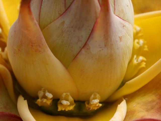 Photo of Golden Lotus Banana (Musella lasiocarpa) uploaded by gingin