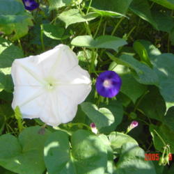 Location: central Illinois
Date: 2005-09-27
w/ morning glory (cousins)