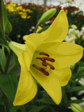 Photo of Lily (Lilium 'Deliana') uploaded by Calif_Sue