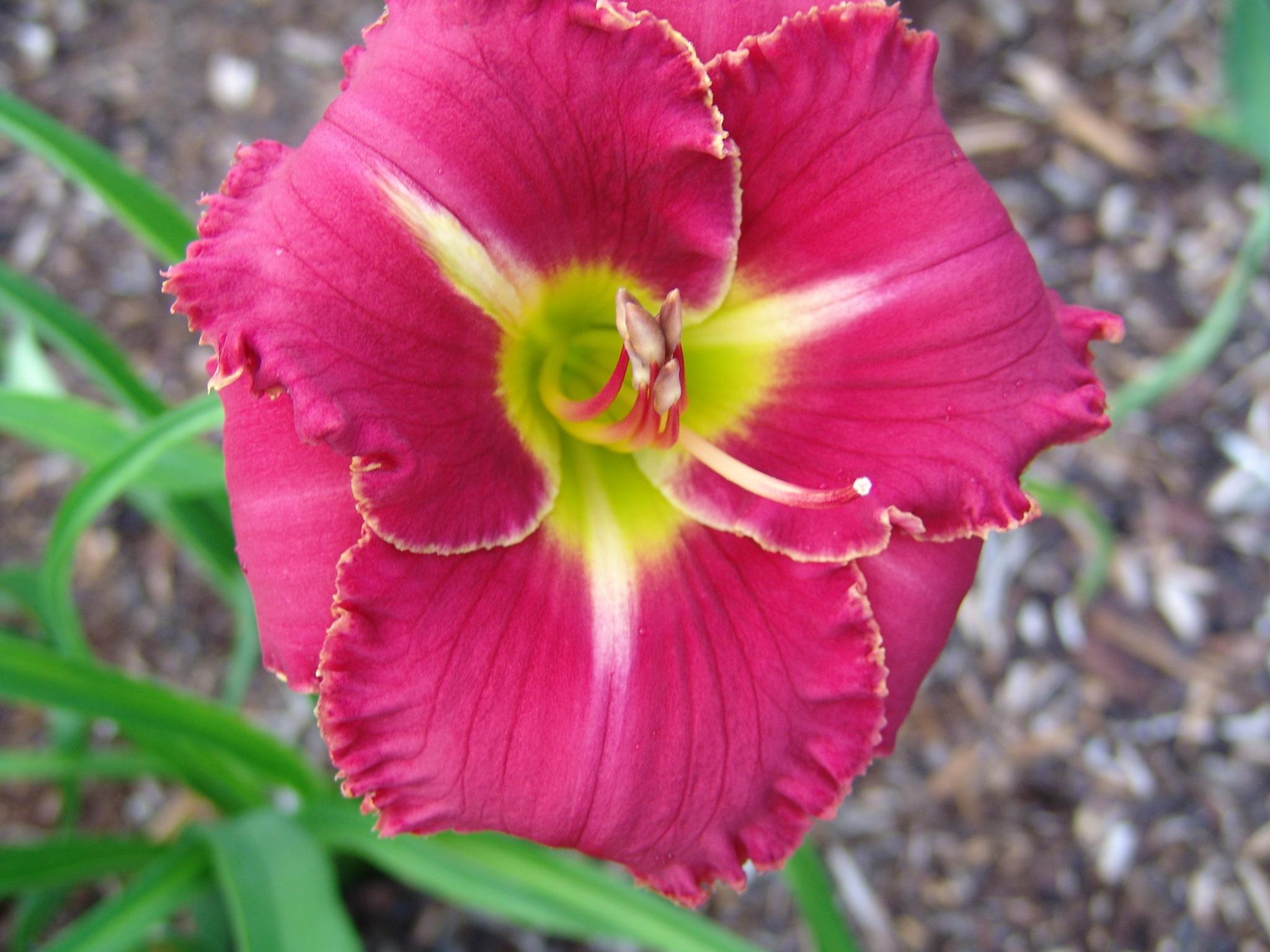 Photo of Daylily (Hemerocallis 'Red Done Right') uploaded by Calif_Sue