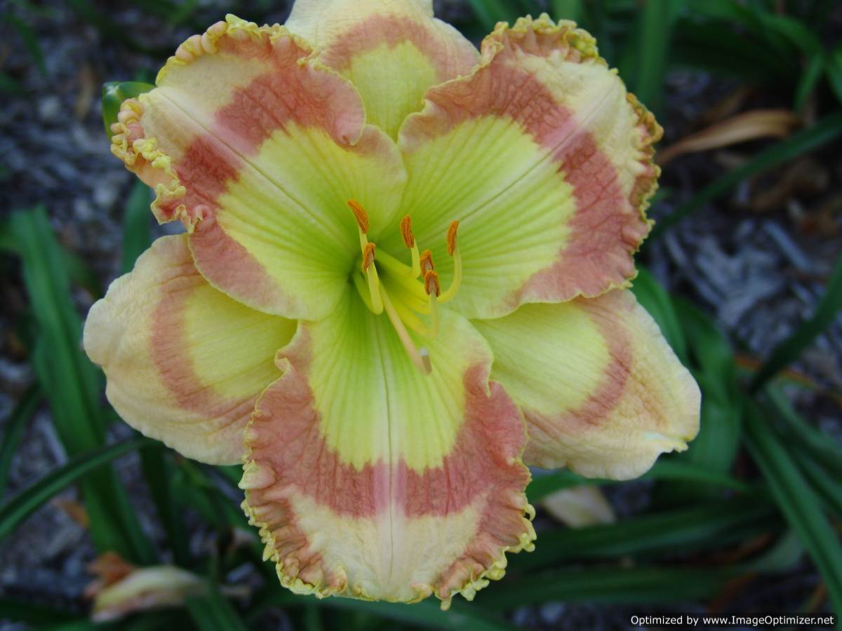 Photo of Daylily (Hemerocallis 'Roseate Stained Glass') uploaded by Calif_Sue