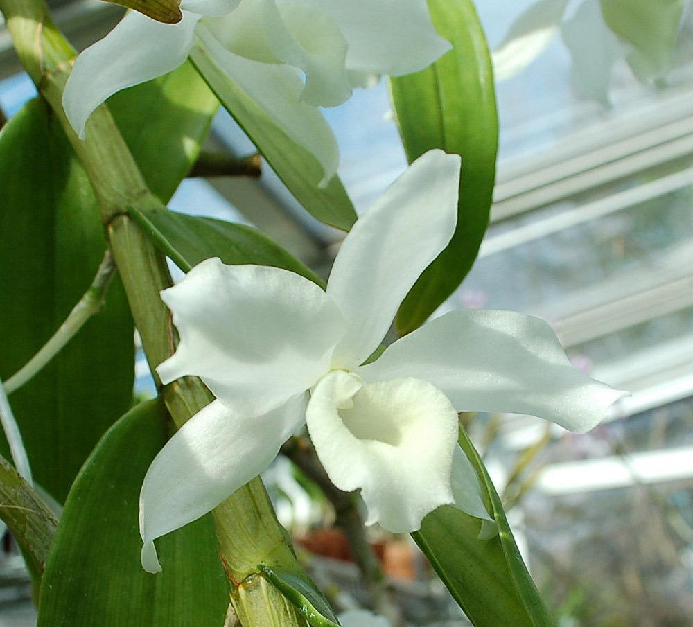 Photo of Orchid (Dendrobium nobile) uploaded by Ursula