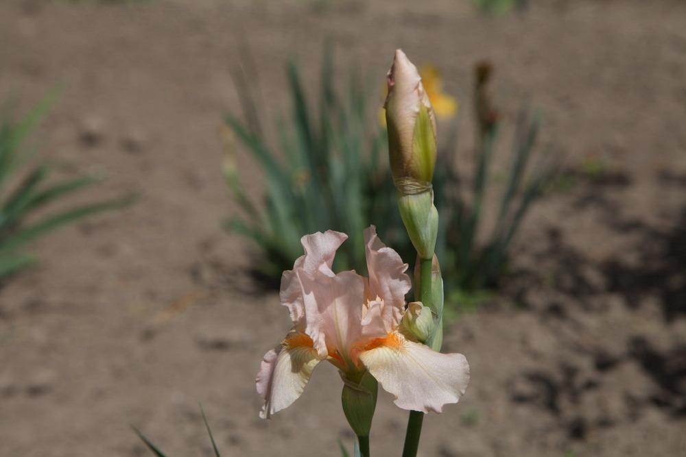 Photo of Miniature Tall Bearded Iris (Iris 'Pink-All-Over') uploaded by eko123