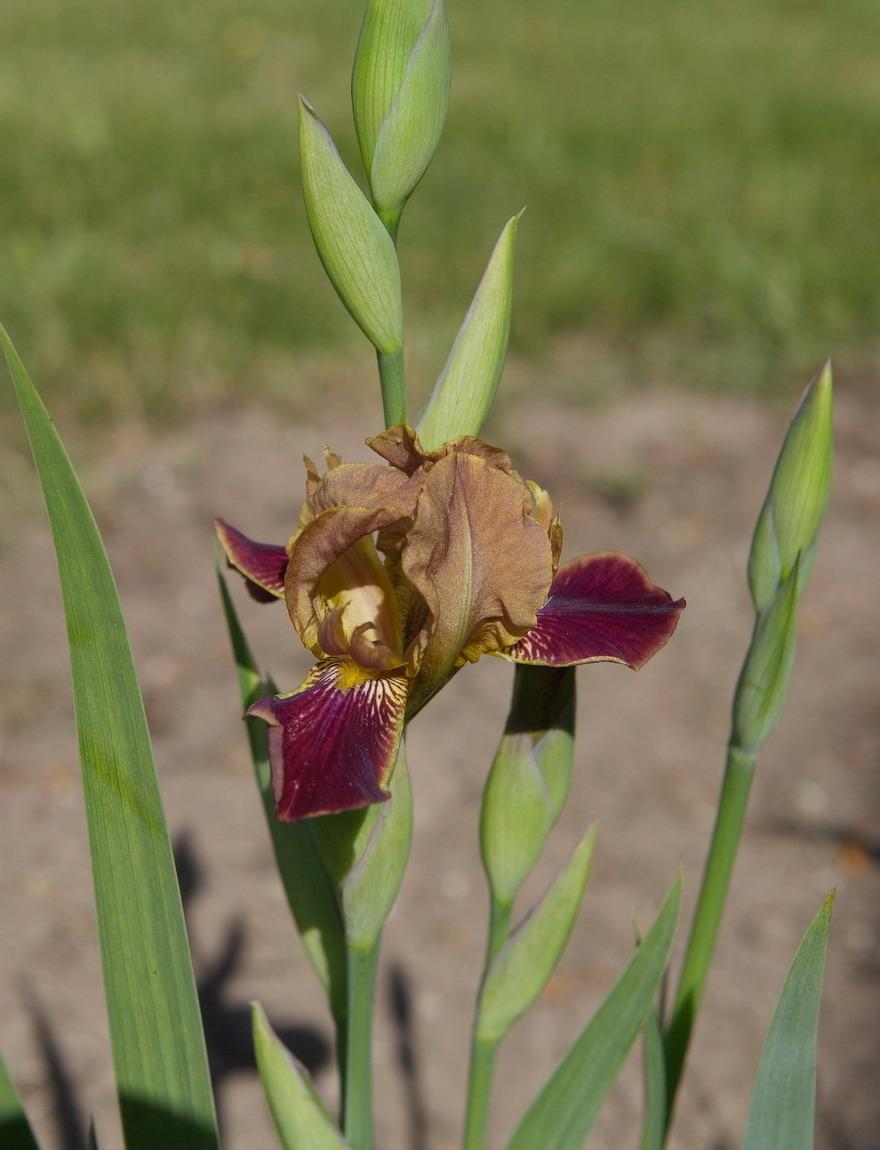 Photo of Miniature Tall Bearded Iris (Iris 'Pardner') uploaded by eko123