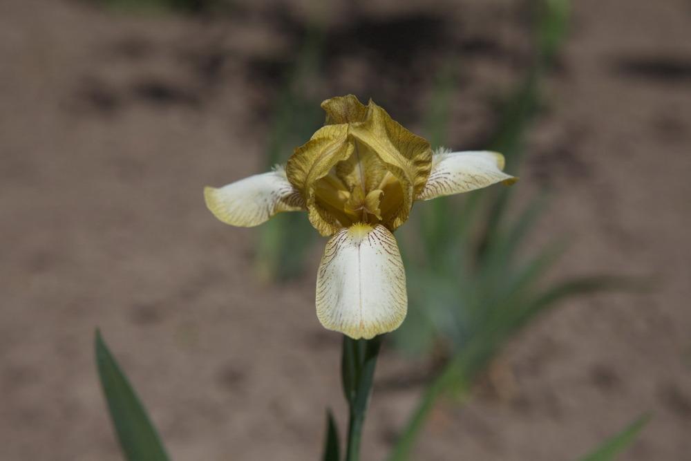 Photo of Miniature Tall Bearded Iris (Iris 'Zula') uploaded by eko123