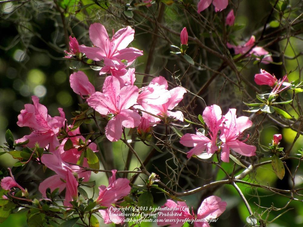 Photo of Rhododendrons (Rhododendron) uploaded by plantladylin