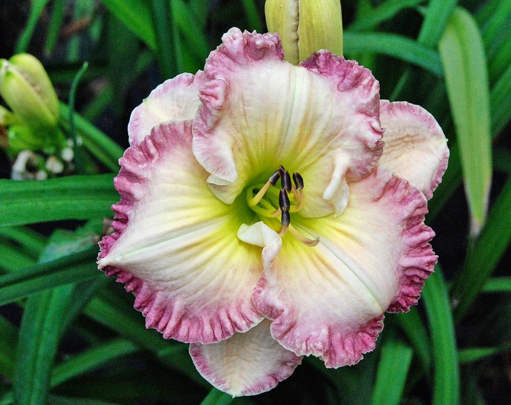 Photo of Daylily (Hemerocallis 'Lacey Lavender') uploaded by vic