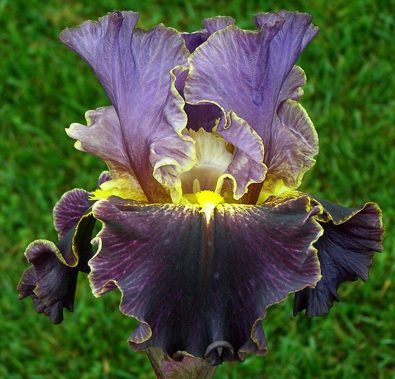 Photo of Border Bearded Iris (Iris 'Enlightened') uploaded by Calif_Sue