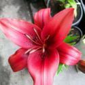 Lilies for the Garden