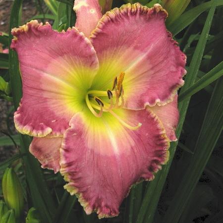 Photo of Daylily (Hemerocallis 'Charles Can't Have It') uploaded by Calif_Sue