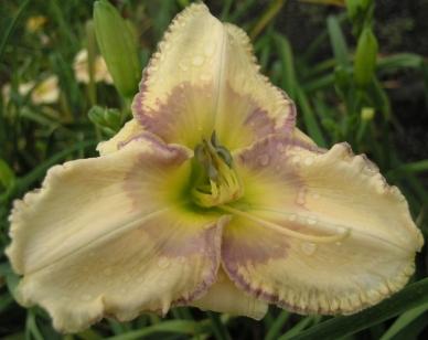 Photo of Daylily (Hemerocallis 'Lavender Dollop') uploaded by Calif_Sue