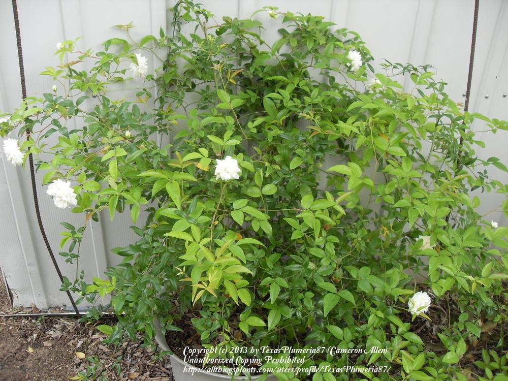 Photo of Rose (Rosa 'Fortuniana') uploaded by TexasPlumeria87