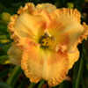 Photo courtesy of Lee Pickles, Chattanooga Daylilies