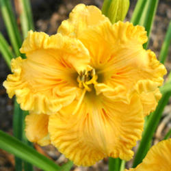 
Photo courtesy of Lee Pickles, Chattanooga Daylilies