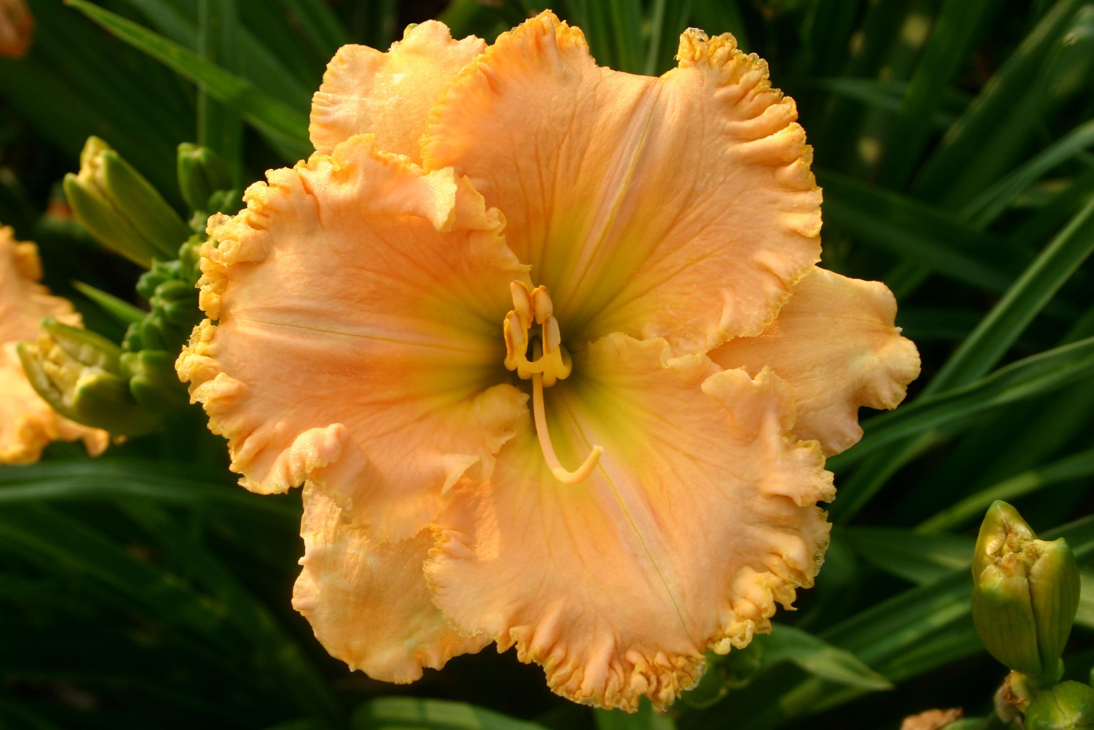 Photo of Daylily (Hemerocallis 'Orange Blossom Lane') uploaded by Calif_Sue